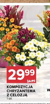 Kompozycja chryzantema z celozją promocja w Stokrotka