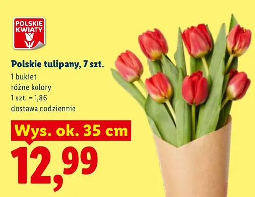 Polskie tulipany różne kolory promocja w Lidl