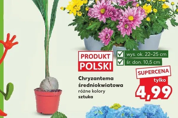 Chryzantema średniokwiatowa promocja w Kaufland