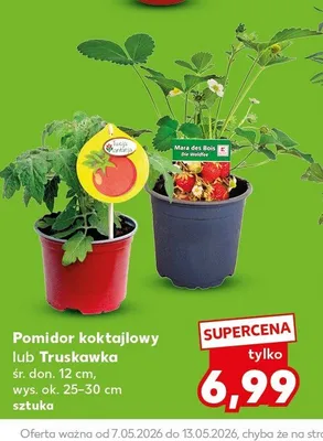 Sadzonka promocja w Kaufland