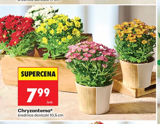 Chryzantema promocja w Biedronka