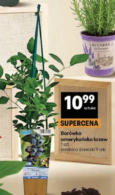 Borówka amerykańska krzew promocja w Delikatesy Centrum