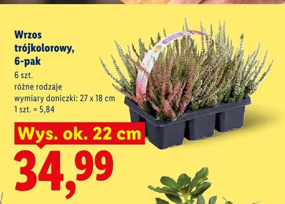 Wrzos trójkolorowy 6-pak promocja w Lidl