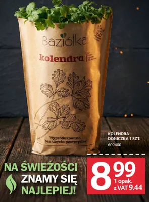 Kolendra doniczka 1 szt. promocja w Selgros