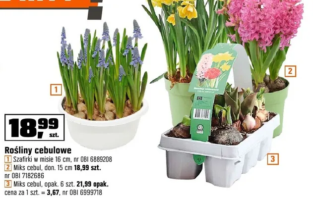 Rośliny cebulowe - Miks cebul opak. 6 szt. promocja w OBI