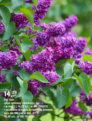 Bez lilak różne odmiany i wielkości promocja w OBI