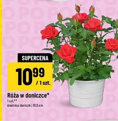Róża w doniczce średnica doniczki 10,5cm promocja w POLOmarket