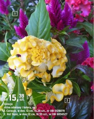 Celozja różne odmiany i kolory Hot Topic promocja w OBI