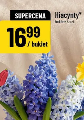 Hiacynty promocja w POLOmarket