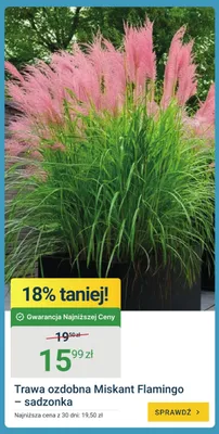Trawa ozdobna Miskant Flamingo sadzonka promocja w ERLI