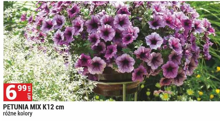 Petunia Mix K12cm promocja w Merkury Market
