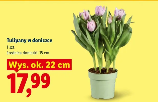 Tulipany w doniczce promocja w Lidl