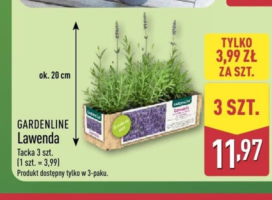 Lawenda Gardenline 3-pak promocja w Aldi
