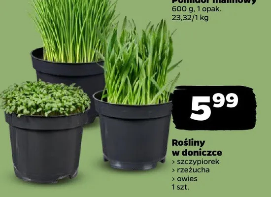 Pomidor malinowy promocja w Netto