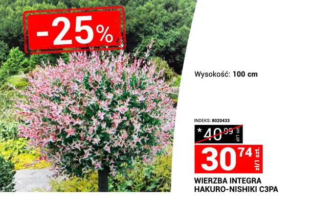 Wierzba integra hakuro-nishiki c3pa promocja w Merkury Market