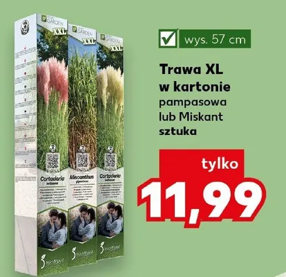Trawa XL w kartonie Miskant promocja w Kaufland