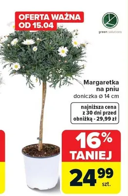 Margaretka na pniu doniczka ø 14 cm promocja w Carrefour
