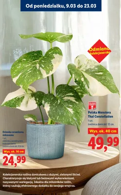 Osłonka ceramiczna żebrowana promocja w Lidl