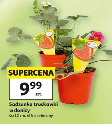 Sadzonka truskawki w donicy promocja w Auchan
