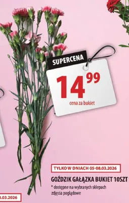 Goździk gałązka bukiet 10szt promocja w Arhelan