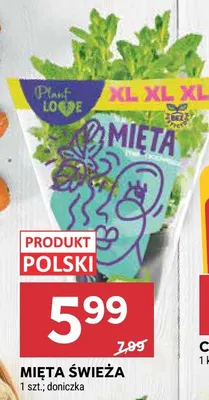 Mięta świeża polska Plant Love promocja w Stokrotka