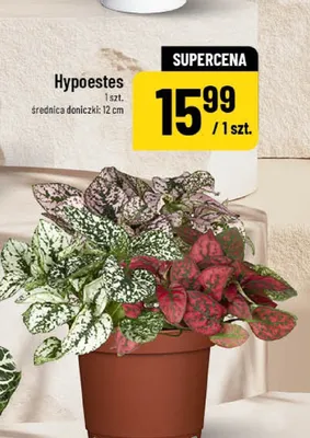 Hypoestes promocja w POLOmarket