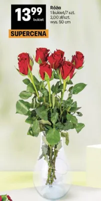 Róża promocja w Delikatesy Centrum