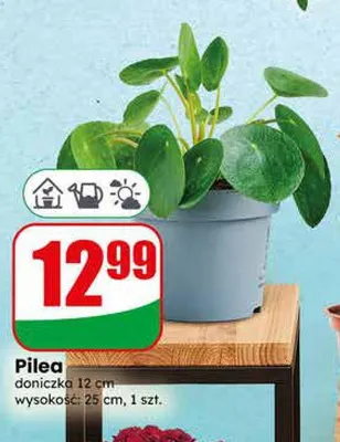 Pilea doniczka 12cm wysokość 25cm promocja w Dino