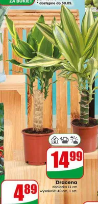 Dracena doniczka 11cm wysokość 40cm promocja w Dino