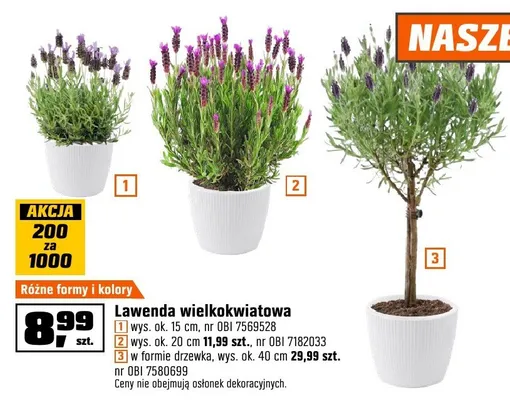 Lawenda wielkokwiatowa różne formy i kolory promocja w OBI