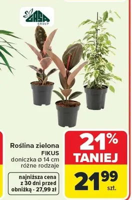 Roślina zielona FIKUS promocja w Carrefour