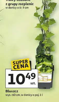 Trawy ozdobne z grupy rozpleńc promocja w Auchan