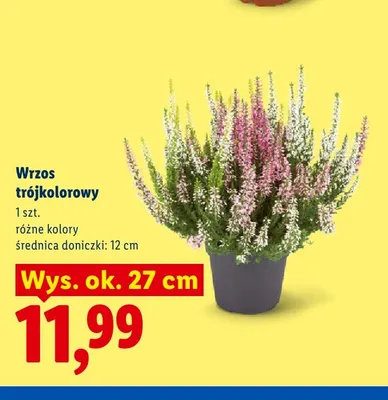 Wrzos trójkolorowy promocja w Lidl