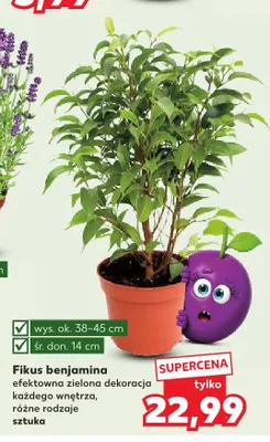 Fikus benjamina promocja w Kaufland