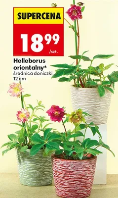 Helleborus orientalny roślina doniczkowa promocja w Biedronka