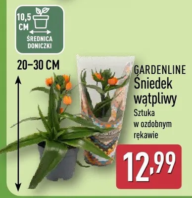 Śniedek watpliwy promocja w Aldi