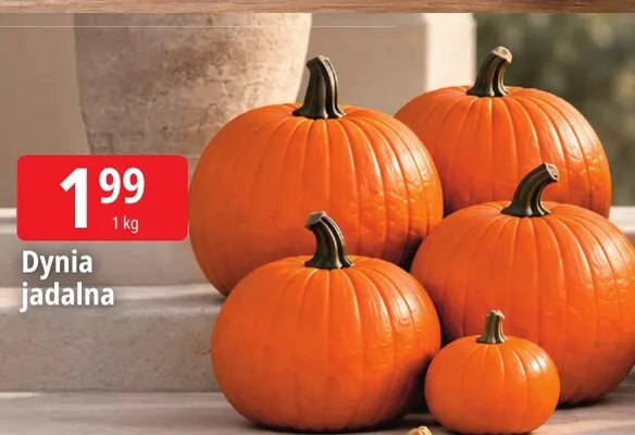 Dynia jadalna promocja w Leclerc