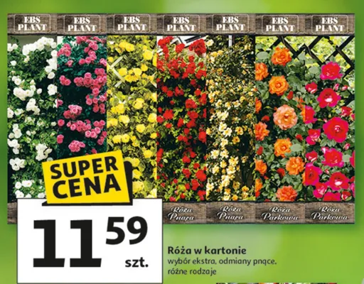 Róża w kartonie wybór ekstra, odmiany pnące promocja w Auchan
