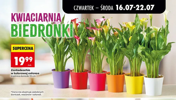 Zantedeschia w kolorowej osłonce promocja w Biedronka