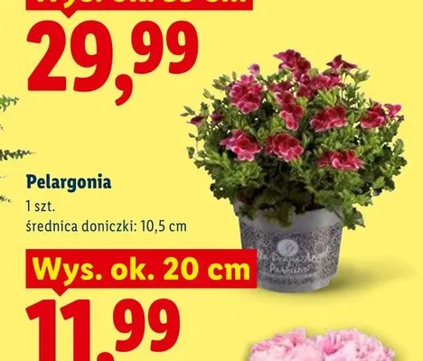 Pelargonia promocja w Lidl