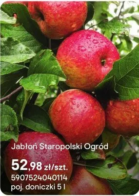 Sadzonka Jabłoń Staropolski Ogród promocja w Castorama