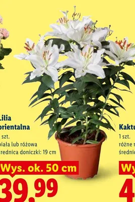 Lilia orientalna biała średnica doniczki 19cm wys. ok. 50cm promocja w Lidl