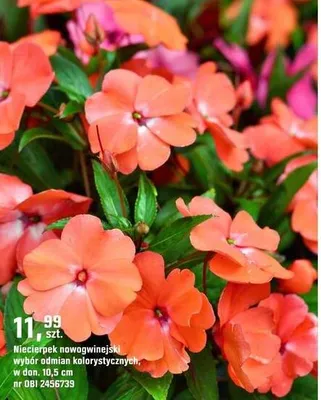 Niecierpek nowogwinejski wybór odmian kolorystycznych promocja w OBI