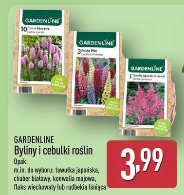 Byliny i cebulki roślin promocja w Aldi