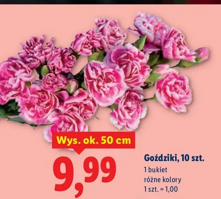 Goździki różne kolory promocja w Lidl