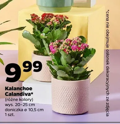 Kalanchoe Calandiva promocja w Netto
