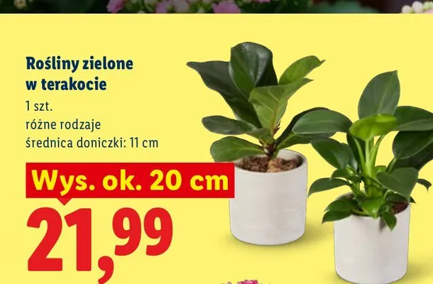 Rośliny zielone w terakocie promocja w Lidl