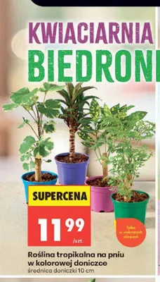 Roślina tropikalna na pniu w kolorowej doniczce promocja w Biedronka