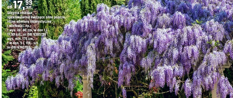Glicynia chińska spektakularne kwitnące silne pnącze, różne odmiany kolorystyczne i wielkości promocja w OBI