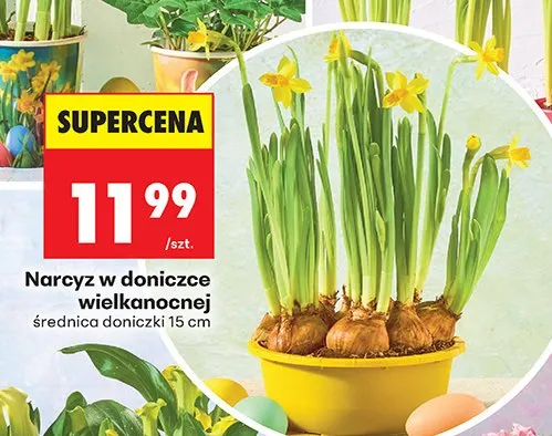 Narcyz w doniczce wielkanocnej promocja w Biedronka